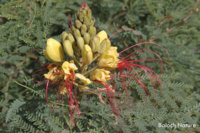 Caesalpinia gilliesii
سیسل پینیا
چونائیا اے درچک بلوچستان ءِ نہ انت بلے من لوٹاں کہ اے درچکانی باروا بزان انت ۔ اے درچک انت بلے ڈولداریں پُل پر ہم کن انت ۔ 
