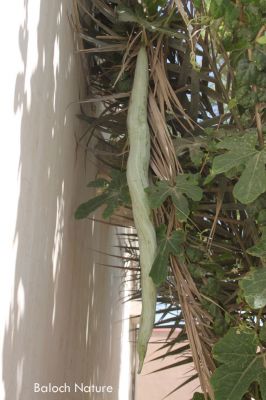 Snake gourd

پڑوال
Padwal
پڑوال ءَ باز جاگہ ءَ دراجیں کددو ہم گوش انت ۔ اے بلوچستان ءَ روچدرتکی ہند و دمگان گیشتر است ۔ ایشیا سبزی ءِ وڑا کارمرز کن انت ۔ ایشیے پُل ہم باز ڈولدار انت ۔

