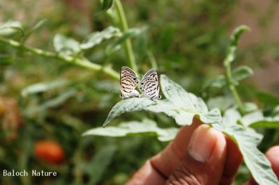 Mating butterflies 
مُلاھوک
Mollahok
اے دو مُلاھوک انت کہ لنچ انت  ۔ 
