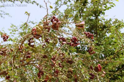 Manila tamarind 
آمڑی ۔ جنگلی جلیبی
Aamadi، Jagali julaibi

