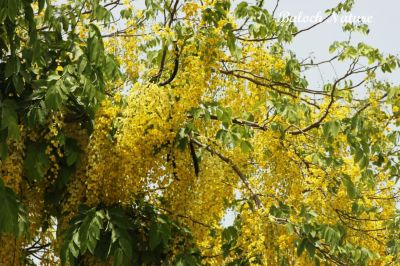 CASSIA_FISTULA
املتاس
Amaltas
اے ڈنی مُلکی درچک ات کہ گرماگ ئے وھداں زردیں ءُ ڈولداریں پُل پر کنت کہ باز ڈولدار بنت
