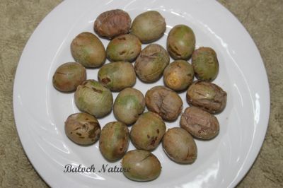  Disease Date
پپُک بوْک انت
Papok bok ant
بُوک یک بیماری ات کہ مچے براں گپت۔ بوگ گیشتر ہما وھدا ءَ پپُک ءَ گپت کہ سال آباد مہ بیت۔ یا مچ تُنیک بہ بیت، یا گوات ءُ دنز باز بہ بیت۔ چرے ھلّتان مچ ءِ  پپُکان بوک بیت ۔ بوک یک اسپیتیں موکوے تندے وڑا انت کہ پپُک ءَ پتا ہان کنت۔ رندا پپُک ھراب بیت۔ مچ ناہ بہ بیت ناہ ہم شر نہ بیت ۔ چونایا وھدے کہ مچ ءَ بوک گرگ ءَ بنگیج کنت دوا بزاں اسپرے جنگ لوٹ ات، بلے بلوچستان ءِ ھکومت ءَ تنیگا چوشین ھچ وڑیں گامگیج نہ زُرتگ کہ مچان اسپرے بکنت۔ 
