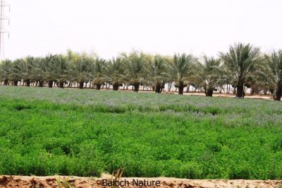Alfalfa farm
اسپوست ء ڈگار
Espost e dagar
سپوست کسانیں کاہے کہ کد ءِ 3 فٹ بوت کنت ۔ اسپوست رُدگ ءَ باز دیر کنت، بلے اولی رند ءَ رُونگ ءَ رند پدا زوت رودیت ۔ چین ءَ 1500 سال پیشتر اسپوست پہ تہلگ کار مرز کتگ ۔ اسپوست چاز سال ءَ بگر تاں ہشت سال ءَ کاہ دنت ، بلے اگاں اسپوست ءَ جاگہ وش بہ بیت ءُ ءُ بیست سال ہم زندگ بوت کنت ۔ اسپوست ءَ باز زات انت بلوچستان ءَ جموں رنگ ءِ پُل ءِ اسپوست کارمرز کن انت بلے دریں ملکاں زرد پُل ءپ گلابی پُل ءُ دگہ بازیں زات ءِ اسپوست است ۔ اسپوست ہما کاہ انت کہ اشیا دُراہیں دلوت ورانت ءِ ۔ اسپوست ہما کاہ انت کے دگنیائے چاریں کُنڈاں کِشگ بیت ۔

