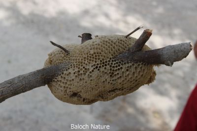 Honey
بینگ
Binag

