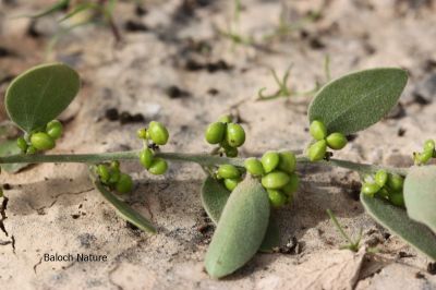 COCCULUS SP
زامُر
Zamor
چونایا زامْر ء درچکے لیکنت - بلے زامْر درچکے نہ انت بلکن یک ول ء - زامْر چو ول ء وڑا دومی درچکے سرا روت - اگاں درچکے بوتیں گڈا وتی کنٹے سرا چو درچکے وڑا مک بوتیں - بلے چوش کہ ول ء پمیشکہ دگہ درچکانی کمک و مدت ء وتا پتاہاں کنت و سر کپیت - اے گیشتر کھور، چگرد، چش، و پیرانی سرا سر کپیت۔

جُست۔۔۔ من زامُری درچکے باں تلاری دیم ء رُداں
پسُو۔۔۔ من کُوہی گرانڑے باں تئی سرشاہان 
