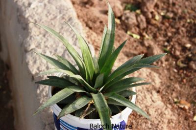 Pineapple 
الناس
Alennas
الناس بلوچستان ء میوہ نہ انت ۔ بلے اگاں تو بلوٹے بلوچستان ء کشت کنے ۔ ایشیا توم مان نیست بلے ایشے دانگے سر برا یک شاہ ء رودیت ۔ وھدے کہ لوٹ ایشیا بکش ات گڈا تو میوہ ء سرے شاہ برے چپ ء برے راست تاب دے چہ میوہ جدا بیت ۔ وھدے کہ تو جدا کت نوں اشیے چیرے نیمگے کسانیں تاکاں چہ شاہ ء لڑین بزاں یک تا دو انچ ساب کن ۔ ہمدا اے روتگ جنت ۔ ایشیا تو سمات ریک ملکاں یک جاہ کن ء بکش ء اے شش ہپتگ ء توکا زاہری کنت کہ رستگ ۔ 
