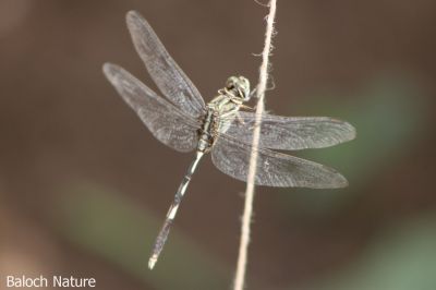 Dragon fly

Perrik
پرّک
پرّک بلوچستان ء است بلے چُنت زات او چنت رنگ انت اے باز گرانیں گپ ء دگہ ملکاں پرّک او مُلاھُکانی زات او زُریات نام گشینتگ انت - بلے بلوچستان ء تنیگا چُشیں آسرات نیست کہ اے تک ء ھیال گور کنگ بہ بیت ۔ کسانیں زھگانی دلچسپی واستہ اگاں مارا گیشتر پرّک او مُلاھُک دست بہ کپیت گڈا ما نام ء ہم پر کنیں ۔ پرّک ء سرا دو گپ یا دو بتل است چوش کہ؛
مدگ ء نشانی پرّک انت ۔ 
بگر ڈے پرّکا ۔ ۔ ۔ ۔ ۔ ۔ ۔ ۔
