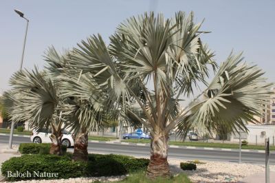  Bismarck Palm
شیطان پیش
Shaitan machch

شیتان پیش بلوچستان ء درچک ء نہ انت - بلے مرچاں بلوچستان ء ہم شیتان پیش کش انت - اے مچّے زاتیں درچک ء چونایا ھوُری جنگلاں رُودیت - بلے مرچی باندا ایشیا پہ زینت ء ڈُولداری ء واستا وڑ وڑ جاہاں کش انتے
