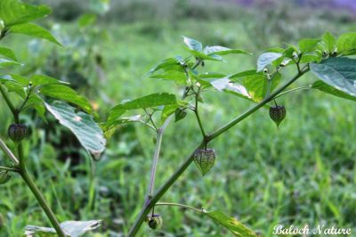 Physalis
کوہی لیلان بلُک
Kohi lilan balok
لیلاں بلوک گونگیں کسانیں بہارکاہ ءِ کہ یک یک دانگ پر کنت بلے دانگ ءِ نازُرکیں تزمُکیں پوش ءَ انت کہ باز ڈولدار انت ۔ بلوچستان ءکیچ ءِ ھنداں اے است ۔ ۔
