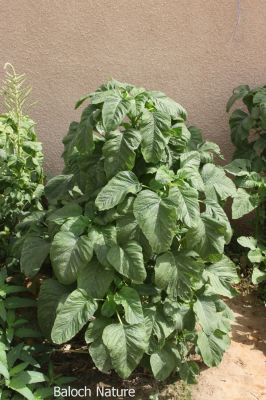 Amaranthus
نریں کلپر
Narin Kalpir
