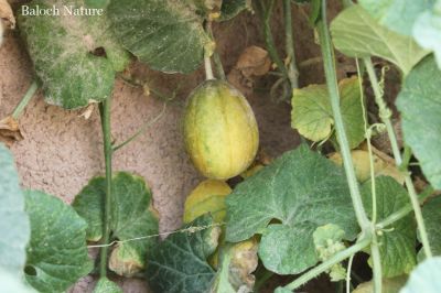 Cucumis melo
چیبیٹ
Chibit
چبٹ تیجگانی ذات ء گون سیادی کنت -چونایا چبٹ نہ کش انت بلے تیجگے توم ء کش انت تیجگے نزوریں و لاگریں توم رودنت و چبٹ پر کن انت - چبٹ چو تیجگ ء شیرکن و تامدار انت - بلے کسان انت - چبٹ وھدیکہ پُھتہ بیت گڈا وت چا ولّ ء سدیت جدا بیت - وھدیکہ سال آباد بہ بیت گڈا دشت ء چبٹ باز بیت - چمیشکہ نام کپتگ کہ دشتی چبٹ وار انت
