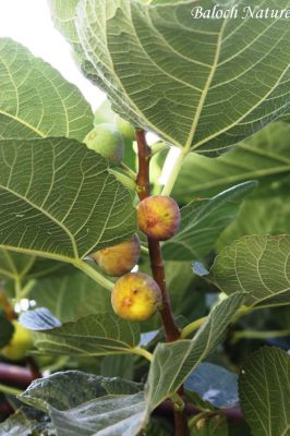 Commen Fig (Ficus carica)
انجیر
Hinjeer
یک میوہ ات - انجیرے درچک چہ 3 میٹر بگر تاں 10 میٹر بوت کنت - بلوچستان ء انجیر شخسی باغاں کشتگ بلے پہ بے پارے واستہ انجیر انچو دیما نیتکگ - چونایا گوشنت کہ انجیر اسل ملک یونان انت- بلے کسے گُشت کنت کہ انجیرکان ء انجیر چہ کُجا اتکگاں انجیرکان ہوت آباد او میر آبادے میانی راہ انت کہ کُلبر ء روت - بلے ادا انجیرانی بی ھسابادرچک است انت - او شرّیں او شیرکنیں تام کن انت - ۔
