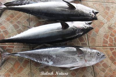 Bluefin Tuna
اھُور
Ahoor
اھور سیاہ سبریں ماھیگ ءِ کہ لاپ چیرے کم ءِ اسپیت انت۔ اے یک تچوکیں ماھیگ ءِ یک جاہ ءِ نہ نند ات۔ اے گیشتر ماں ھندے دریاۃاں مان بیت ۔ اھور یک تامداریں ماھیگے۔




