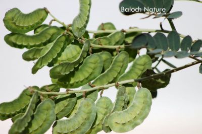 Cassia Italica
اے کسپنڈے کوسرکاں
Kaspend

کسپنڈ یک کسانیں بوٹگ ء گرماگی روچاں سر سبز شاداب بیت - ادا کسپنڈ کوسرک انت - کسپنڈے پُل زرد انت او ڈولدار انت - چونایا کسپنڈ ء پہ درمان کار مرز کن انت - انچو کسپنڈ درمان ات ہمے وڈا ڈولداریں پُل ات - کسپنڈ گیشتر ھُشکاوگیں ڈگاران یا ڈگارواں ءُ کوہاں رودیت -۔

