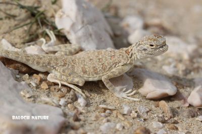 Toadhead Agama
گری باگاڑ
Garri Bagad


