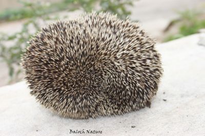 Hedgehog
دجُک
Dajok
دجُک یک کسانیں جانورے چہ مستریں رسترانی تُرس ءَ وتا چیر دنت بزاں وتی پوست پُتر ایت ۔ وتا گرد گرد کنت کہ دگر رستر اشیا وارت یا تاوان دات نہ کن انت ۔ پرچا کہ اشیے جان ءَ بزاں پوست ءَ کنٹگ  پر ۔ 

