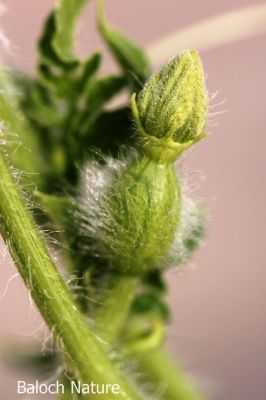 Melon female flower
کُٹگ ء پُژ
Kotag e pozh
