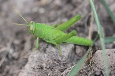 Grasshopper   
کٹگ
Katag
