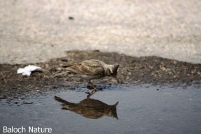 Crested Lark
بُللی
Bolli
بُلّی کسانیں مُرگے کہ گیشتر ماں کشاورزیں ڈگارانی ھند و دمگاں گندگ بیت - بُلّی ء باز جاہ ء چڑ بُلّی ، بُلّی چڑول ہم گوشنت - بُلّی اگاں ایوک بی بیت گڈ بُرزگیے سرا نیندیت او الہان کنت - اشیے آواز باز دوستناک انت - سُہبانی سرا ڈگارانی سرے وپتگیں مردمان چہ واب ء گوں وتی الہان ء پاد کنت 

