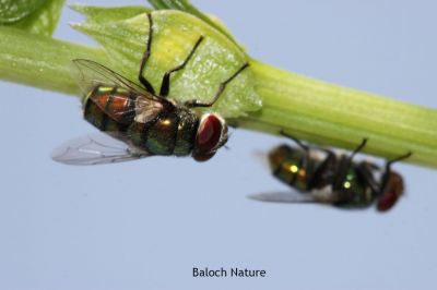 Common green bottle fly
شونزیں مگسک
Shonzin magisk
