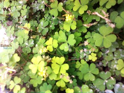 Creeping wood sorrel
 Shahri Tropshok
شہری تُروپشوک

اے یک ہنچیں وترودیں کاہے کہ کم کمّا تانسریں کشار کُتگیں ڈگار ء پُوچنت - اشیے دل ء نمونگیں تنکّیں تاک انت - زردیں پُل پر کنت - کسانیں کوسرک پر کنت - اے گیشتر کوہدامنیں ڈگاراں رودیت - کوہ ء مردم ایشیارا شہری ترپشُک گوشنت - اشیے تاک ترپش انت -۔
