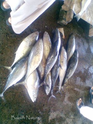 Striped Tuna
کِشکی اھُور جیونی ءِ نیادی ءَ
Kishki Ahoor Jiwani e neydi a
کشکی اھُور اے ماھیگ بُرزی نیمگا سیاہ سبز انت۔ ءُ جہلی نیمگا نُگرئی رنگ انت۔ ایشیے وزن یک چہ شش کیلو بیت۔ بلے چہ دہ کیلو ہم بوت کنت۔ اشیارا بڈا ءُ جہلی نیمگا کشک ءِ مان چمیشکا اشیارا کشکی اھور گوشنت ۔ 
