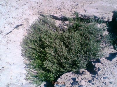 JAAWAD
جاوڑ

جاوڑ یک بوٹگ ء کہ گیشتر ماں دریابار ء ھند و دمگاں رودیت - اے ڈولدار و گُنبد گندگ کیت - اشیا گیشتر اُشتر چریت - اے اکس ھم جیونی ء کوہ ء سرا گپتگ

