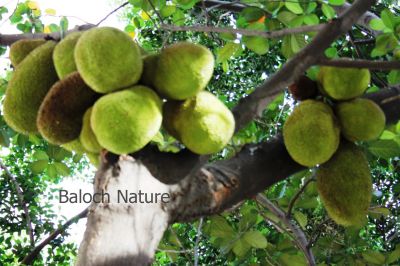 Jack fruit
Jack fruit
جیک فروٹ
جیک فروٹ یک میوہ ات ۔ شہشنابیں درچک ء کہ بر وتی کُنٹ ء پر کنت ۔ یک دانگ کساس 36 کیلوگرام بوت کنت اے دگنیائے اولی درچک انت کہ چوشیں گرانیں بر پر کنت ۔ اے درچک گیشتر بارانی ھند و دمگاں رودیت ۔  کسان او نازُرکیں دانگاں سبزی کارمرز کن انت او پُہتہ بنت گڈا میوہ کارمرز کن انت ۔  اشیے میوہ باز تامدار انت بلے چو مچّ ء وڈا اشیے ذات است ہمک درچکے پر تامدار ہم نہ بیت ۔
