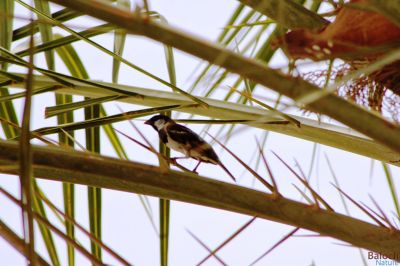House Sparrow
Jengol
جنگُل
جنگل کسانیں بالی مُرگ ء گیشتر انسانانی کش و گواراں وتارا آباد کنت - جنگل بلوچستان ء بانانی جنگلیانی تہا کدو جوڈ کنت و چُک و بر کنت - جندے کسان انت بلے آواز باز بُرز انت اگاں تئِ لوگے کش و گواراں آباد بہ بیت گڈا ترا واب ء نیلیت 

