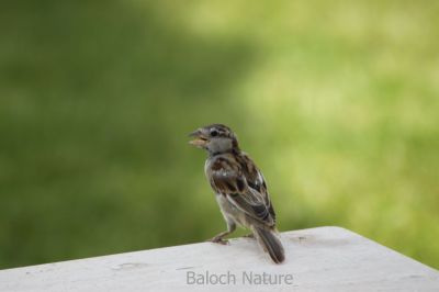 House sparrow Chick
Jengol e Padd
جنگُل ء پڈّ

جنگل کسانیں بالی مُرگ ء گیشتر انسانانی کش و گواراں وتارا آباد کنت - جنگل بلوچستان ء بانانی جنگلیانی تہا کدو جوڈ کنت و چُک و بر کنت - جندے کسان انت بلے آواز باز بُرز انت اگاں تئِ لوگے کش و گواراں آباد بہ بیت گڈا ترا واب ء نیلیت - اے اکس جنگُل ء پڈّ انت بزان جنگُلے چُرو انت -۔ 

