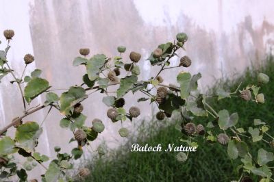 Abutilon Pannosum
جنّی کاکینک
Jenni Kakaink                              
جنّی کاکینک کسانیں درچکے کہ ماں ٹوہیں درچکانی بگل ء رودیت - اے سال  دوازدہیں ماہاں سبز انت - اے گردیں تاک پر کنت او زردیں پُل ، باز ڈولدار انت 
اے اکس ءِ توکا جنّی کاکینک دانگ انت ۔ 
