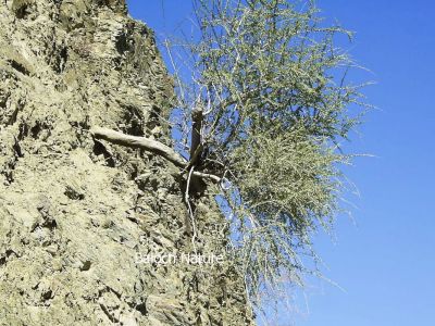 Maerua crassifolia 
جُگر ماں کوہ ءِ دلبند ءَ
Jogr ma koh e dilbanda
جگر بلوچستان ء جنگلی نیبگ انت - جگر مچرنگ ء وھدا بر بیت جگرے برا لنڈور گوشنت - جگرے بر باز شرکن انت -۔
بلوچاں گوشتگ
من جُگران بار مُلّاھاں
اے اکس ءَ جُگر کوہ ءِ دلبند ءَ رُستگ ۔


