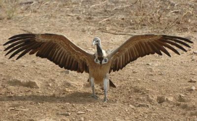 Long billed Vulture
جون کوٹ
Jonkott
جون کوُٹ یک ڈالیں بالی مُرگ ءِ کہ گردن ءِ ساپ انت بزاں پُٹ پر نیست ۔ اے مُرداریں دلوت ءُ رسترانی جوناں وارت یا نک جنت ۔ اشیا جون کوُٹ چمیشکا گوش انت کہ اگاں یک مُرداریں جون ایشاں دست بہ کپیت، اے دمان ءَ جون ءَ کٹٹین انت بزاں ھلاس کن انت ۔ 
