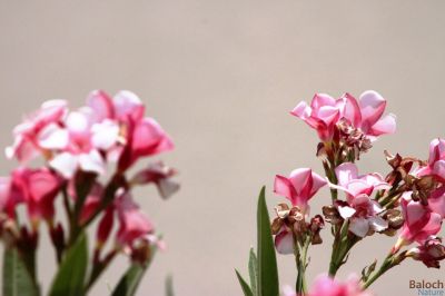Nerium Oleander
Jor poll
جور پُل
جور پُل ڈولدایں پُلّاں چہ یک پُل ء کہ بلوچستان ء کوہ، کور، پٹ و میداناں رودیت - 
 جور ئے پل چارگء زیبدار انت 
 دست  ئے  آرگ ء  مردار  انت۔ 
