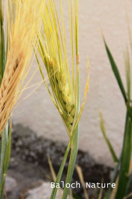 Barley 
جو ءِ ھوش
Jov e Hosh
جو دھل ءِ ۔ بلوچستان جو کش انت پا دلوتانی واستہ کاہ کارمرز کن انت ۔ بلے دگنیا ءِ توک برنج ، گندیم ، مکئی ءَ چہ رند جو کشگ بیت ۔ مصر ءَ جوے نان باز لوٹ انت ۔ امریکہ او یورپ چہ جو ءَ شراب ءُ بئیر جوڈ کن انت ۔
