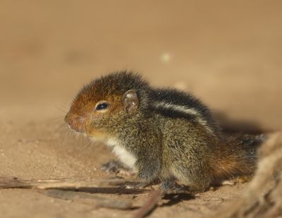 Squirrel
Erdik
اردک
اردک یک کسانیں ھیوان ءِ ۔ اے گیشتر درچکانی سرا وتی میتگ جوڈ کنت ۔ او کشارءِ تاوان دنت ۔ اردگ باز ڈولدار انت سیاہ او اسپیتں رنگاں چہ رتکگ۔ بلوچاں گوشتگ کہ اردک ءَ ھڈ مان نیست ۔ پرچا کہ ٹوہیں مچّانی سرا دور کنت بلے پرواہ ءِ نہ بیت ۔ بلے چو نہ انت اردک وھدے دور کنت وتی دُمب ءَ پراہ کنت دُمب آیا چو پیراشوٹ ءِ وڈا زمین ءَ کاریت ۔ چمیشکا درد نہ بیت
