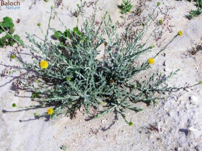 Pulicaria Undulata
Kartosag
کرتوسگ
کرتوسگ یک کسانیں بُوٹگ ء - بہارگاہے درگت ء رودیت - اسپیت چکیں تاک ءُ ڈولداریں زردیں پُل ء پر کنت - اگاں جاگہے وش بہ بیت گڈا پراہ روت و گنبُد جُوڈ بیت - کرتوسگ سارتیں وشبوہے کنت - بلے مستریں کار ہمیش انت کہ کرتوسگا دوا دامان ء کارمرز کن انت

