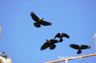 House crow
کانگی
Kangi
کانگی گراگ ءِ زاتیں بالی مُرگ ءِ بلے اے گراگ ءَ ہما دیم انت ، کانگی بلوچستان ءِ مُرگ نہ انت بلے اے ھندے مُرگ انت ، او گوشنت کہ اے مہاجرانی نشانی انت ، ہرجا مہاجر روانت اے مُرگ ءِ گون انت ۔ اے یک سللیں مُرگ ءِ کہ دگہ مُرگاں وتی ھند ءَ نیلیت ، آہانی ھیکاں وارت آہاں مجبور کنت کہ جاہ ءَیل بدی انت ،  وھدے گودارے زمین مہاجراں بہا زُرت انت انچو گوادرا ءَ اے مُرگانی آھگ بندات بوت مرچی گودر ءَ ترا دگہ ھچ مُرگ دست نہ کپیت۔ درست تاچینتگ انت ۔ انچو کہ کراچی ءَ سندھی ءُ بلوچ، ممکن انت کہ گوادر ہم ھنچوش بہ بیت ۔ بلے ھُدا مکنت۔ 
کانگی تبسرہ چیرا جاہ دیان بچار ات 
منت
