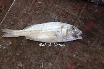 Grunt
کابلوشک
Kabloshk
کابلوشک کسانیں ماھیگ ءِ گیشتر ماں دریائے توکے درچک ءُ داراں  شُنزاں چُنڈیت ۔ اشیے بڈا سے سیاھیں لکیر پر ۔ اگان تو اشیا شکار بکنے باز سٹ ات کپیت او ٹرٹر کنت بزاں آواز دنت ۔
