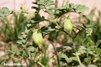Chickpea
کابُلی چنا
Kaboli chana
