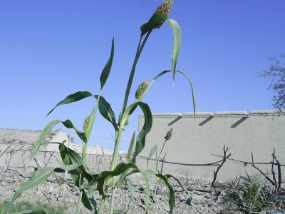 Sorghum
Kadab
کڈاب
کڈاب ء باز دھل انت ، بزاں سُہرو ، زُرت ، مکئی ، باجری او دگہ بازینے ۔ بلے اے کڈب چو زرت ے وڈا انت
