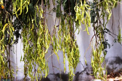 prosopis cineraria 
کہیر شنگر انت
کہیر یک ٹوہین درچکے کہ چاریں موسماں سر سبز شاداب گندگ بیت -  مارچ و اپریل ء کہیر بور بیت ، مئی و جُون ء شنگر بیت ، جولائی و اگست ء گورونڈ بیت آ دگہ ششیں ماہاں کہیر سبز سبز بیت - کھیر بلوچستان ء نیشنل درچکے ء بلے سد افسوس کہ اگاں کھورا سرچ بکن ات - گڈا ہمء   زانگ بیت کہیر راجستان او سندھء است بلوچستان ء نام ہم نیست 
