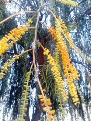 Prosopis cineraria {blooming}
Kahir e Borr
کہیر ے بُرّّ
کہیر وھدے کہ سیر آباد بہ بیت گڑا باز پراہ روت شرّیں بُرّ پر کنت اُو بُرّا رند شنگر پر کنت - شنگر ھُشک بنت گڈا وت بُن ء کپنت - شنگر ا بلوچ ورنت ء اُو تامدار انت - مچ رنگ بزان مئی ء شنگر پُہتہ بنت - اگان تُو شنگر نہ وارتگ گڈا تام ء گرگ ا بے ھیال مہ بُو

