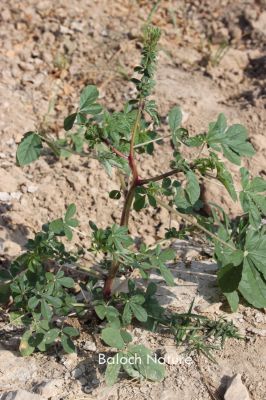 Gynandropsis gyandra
کلپر
Kalpir
اے کاہُک کلپرے یک نمونگ ءِ  اشیا کاہُک جوڑ کن انت ءُ نارُشت کارمرز کن انت، اے بلوچستان ءَ روچدرتکی ھنداں است انت ۔

