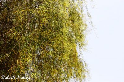 Prosopis Cineraria
کہیر پدا مِنج انت
Kaheer pda Menj ant
وھدے کہور منج بیت- گُڈا چارگ کرزیت - باز ڈولدار اوبیت گیشتر شاہ و لمب ء لُوجان بنت - کہور ء گیشتر اُشتر چریت بلے سیاہ پس ہم کہورے ٹال و شنگراں وارت ۰ زمانگے مردوماں کہورے ھُشکیں شنگر وارتگ انت- بلے مرچاں کم ورانت ء - کہورے داراں لوگے سوُچگے زلورتاں پُورہ کن انت - لُوگے و کاپرے واستہ مناگ، تیر، لاپدار، چُکّو جوڑ کن انت - ڈنگراں چہ پل بندنت - بزاں کہورے ہچ چیز چگل نہ دینت
