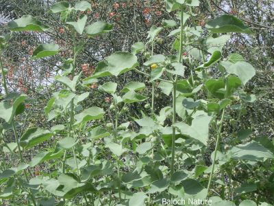Abutilon Pannosum
Jenni Kakaink
جنّی کاکینک                                                                                                       
جنّی کاکینک کسانیں درچکے کہ ماں ٹوہیں درچکانی بگل ء رودیت - اے سال  دوازدہیں ماہاں سبز انت - اے گردیں تاک پر کنت او زردیں پُل ، باز ڈولدار انت 
