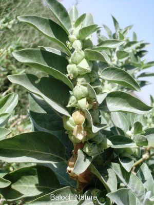  Withania sommnifera ۔ Ashwagandha
کانکینک
Kankaink
کانکینک کسانیں درچک ء کہ گیشتر ٹوہیں درچکانی نوان ء رودیت - پٹکیں درچکے سوب ء وتارا داشت نہ کنت چمیشکا وتارا زندگ دارگ ء واستا مجبور انت کہ بلاھیں درچکانی ساھگ اُو نوان ء برودیت - کانکینک گونڈیں اُو گردین تاک پرکنت سُہرُکیں دانگ پر کنت جنگُل ، پنکلگ ، بُلبُل ھر وھدا کانکینک ء پانگ انت اُو دانگاں ء ورنت - وھدے زمانگا کانکینک ء دار زُرتگ اُو تلک ء واستا کُبلُک جُوڈ کتگ مُرگ شکار کتگ - ھند ء کانکینک دوا اُو درمان جوڈ کن انت



