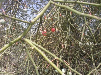 Capparis Decidua
کلیر
Kalair
کلیر یک ٹوہیں درچکے - گیشتر ماں وڑ و گریشگاں رودیت - کلیر ڈولداریں پُل پر کنت - کلیر بر پرکنت برے ورانت و تامدارنت - منی ہیال ء اگاں ما کلیر ا میوہ بگوشاں رد نہ انت - پرچا کہ بلوچستانے جنگلی میوہ بزاں کوُنر، کنر، جگّر،کلیر و دگہ بازیں - کلیر دار ا لوگے منگ جوڑ کن انت کلیرے دارا زمین نہ وارت - کلیرے واستہ دو بتل نامدار انت
۱ لج نہ کنت کلیرا کہ بے تاکا بر کنت
۲ دار کلیر انت کہ منگہاں سے جاگہ پُروشیت
اُوے زیرّک بات کہ لیڑو ڈاچیگاں کوشیت 

