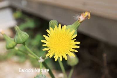 Sonchus oleraceus
Kalamo 
کلمُو

کلمُو نومبر تاں اپریل ء درگت ء رودیت - دو چہ سے فٹ ء کساس ء برز بیت - ذردیں ڈولداریں پُل پر کنت - تاک دراج و کمء پتن و زبر انت - تاکے برّگ پروشگ ء وھدا اسپیتیں شیرگ درکنت - اشیا ھندی ء دودھنی گوشنت - وھد ء کسان و نازرک بیت کاہکانی توک ء کن انت و گرادنت - اشیے کُنٹ بارگ و تہ ء چو کلم ء وڈا پچ انت چمیشکا کلمو ء گوشنت ۔ادا کلمو پُل انت ۔

