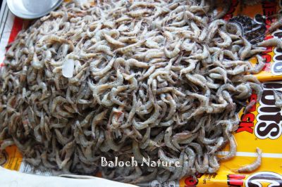 Shrimp
Kellad , Madagi chok
 کِلّڑ ، مدگی چک
کِلڑ چونایا مدگی چکّا گوش انت ، بلے مرچی باندا کسانیں دریائی مدگ ءِ نام جوڑ بوتگ ۔ وھدیکہ مید ہُورتیں مدگاں شکار کن انت ءُ ایشاں کِلّڑ گوش انت ۔ او مستریناں مدگ گوش انت بلے چوش کہ مدگاں باز زات انت ، ہمے وڑا زات ءِ نام ءِ سرا نام گپت کن انت ۔
